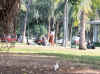 Girl on Waikiki copy.jpg (236697 bytes)