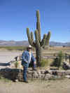 Paul, Cactus at the corner leading to Quartzsite.jpg (394147 bytes)