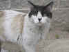 Sam's Town kitty, Mr Fairweather.jpg (496861 bytes)
